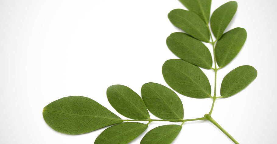 Health Benefits of Moringa Oleifera